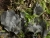 Leptogium cyanescens-8161  Madeira Queimadas    MP-E  1,1zu1    f8   ISO100   0,5sec   A   8 Bilder klein.jpg