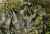 Leptogium cochleatum-8181  Madeira  Estanquinhos   100mm  1zu2    f8   ISO100   1-3sec   A   14 Bilder.jpg