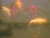 Fische 18.07.2010 009.jpg