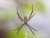 spinne.jpg