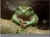 zoonet-frog.jpg