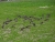 Calheta-Vogel 1.jpg