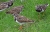 Calheta-Vogel 2.jpg