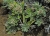 Lourenco-Strohblume 1.jpg
