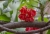 F10A9454_red.jpg