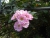 k-DSCN2554.JPG