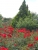 k-DSCN2596.JPG