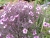 k-DSCN5110.JPG