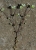 Winzling4.jpg