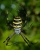 Argiope bruennichi.jpg