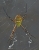 Argiope trifasciata.jpg