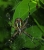 Argiope bruennichi Unterseite.jpg