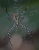 Argiope trifasciata Unterseite.jpg