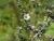 180525-02c sw Santo da Serra ER202.jpg