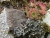 Degelia atlantica-72  Risco   Elmarit45mm     BB83mm    f5,6   ISO200  1-100sec   B   19Bilder.jpg