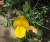 Ulex europaeus  Europ�ischer Stechginster-180525   sw Santo da Serra ER202 Christel.jpg