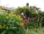 k-P1150816.JPG