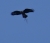 DSC09448 BUSSARD? SANTANA.JPG