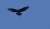 DSC09449 BUSSARD ? Madeira.JPG