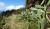 Costa Verde 7 klein P1140880.jpg