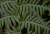 Woodwardia radicans 3.jpg